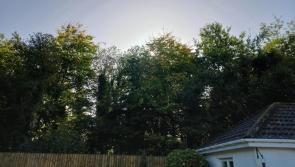 'Absolutely massive' Portlaoise park trees blamed for damp house