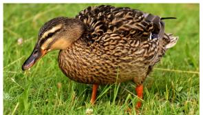 Ducks flock to Laois garden following flooding from roadway