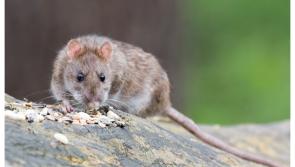 New rules needed to combat rat infestations and dumping in Laois estates