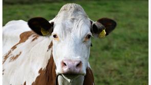 Laois farm applies for planning permission to house overseas workers