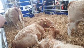 #WATCH: Rare Quadruplet calves a big hit at #Ploughing17