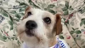 WATCH: Wee Laois dog Winnie who is at her best when singing!
