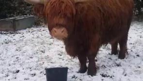 #WATCH  Hungry highland in the Laois snow #Sneachta