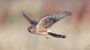 Plan to save endangered bird launched in the Slieve Blooms in Laois 