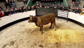 Cattle prices high on the agenda for farmer at a major IFA livestock meeting in Portlaoise