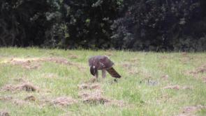 WATCH Bird of prey devour its dinner in Portlaoise