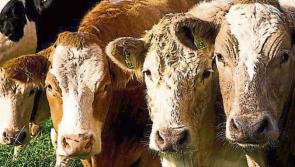 Laois Offaly TD says Ireland imported 70,000 tonnes of beef since 2022