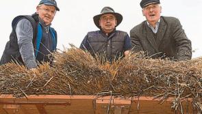 Something for all the family at the Knock Threshing Festival in Laois