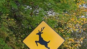 Three deer knocked down on section of Laois road in a single night