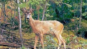 ‘Somebody is going to be killed’ if deer keep crossing Laois roads