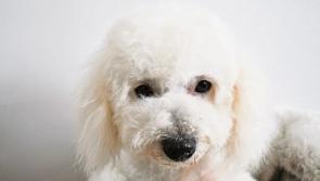 IT'S JUST A PHASE: Why we have bought a puppy at Christmas