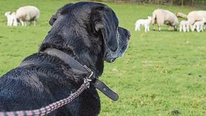 Dog owners warned after Laois sheep kill