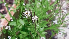 Wildlife Watch: Let’s look at wildlife in our own gardens