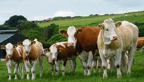 IFA propose &euro;100 per animal in retrospective payout of beef scheme