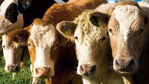 Cattle prices starting to rise - but a long way to go says IFA