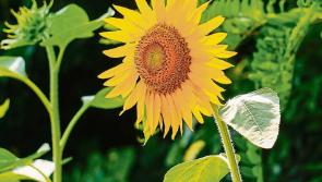 Laois Hospice appeal for help with vital Sunflower Day fundraiser