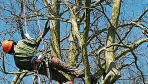 Overgrown trees are hitting houses and impeding cyclists in a Laois town
