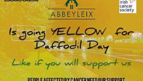 Laois town to turn yellow on Daffodil Day for Irish Cancer Society
