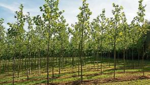 Gardening: Planning ahead for autumn and winter