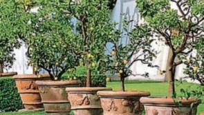 Gardening with Jo: Popular pots for planting