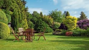 Gardening with Jo: Beautiful and practical trees for your garden privacy