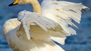 Birdwatching Laois looking for whooper swans, ducks & waders