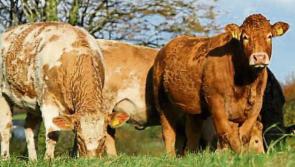 Beef talks conclude but no increase on prices