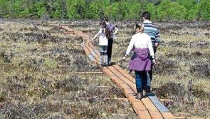 Dynamic Abbeyleix in Laois becomes a model town for landscape