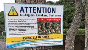 Crayfish Plague alert as large numbers of dead fish reported in River Barrow