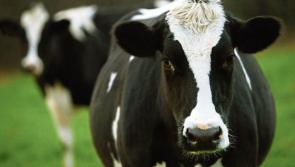 'State of emergency' as Laois dairy farmers face project €64 million income reduction this year