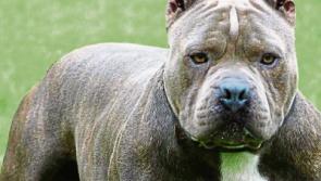 Pit Bull that attacked youth saved from destruction by court