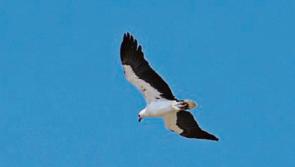 Flock owners warned of bird flu risk after eagle found dead