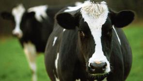 RTÉ reports on how farmers living on Laois river coped with heatwave drought