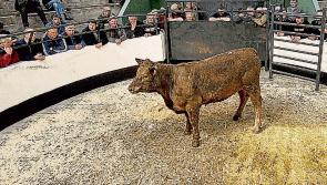 Relief for farmers as marts to re-open under strict coronavirus Covid-19 protocols