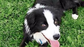 No dogs died in Laois dog pound, but costs overran by €112k