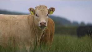 WATCH Laois Offaly based Green Party minister wants us to see how farming and nature can work in harmony