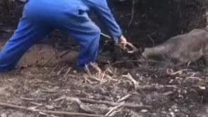 WATCH: Laois teen helps save  trapped deer