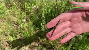 WATCH: Beware of wildflower mixes as you might get more than you paid for