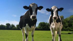 Big celebration for Laois Offaly Friesian cattle breeders