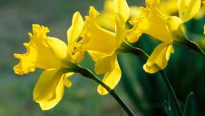 Spring is in the air in Laois as hazy sunshine marks start of mild settled spell