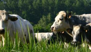Farming on the agenda for big climate change conference set for Portlaoise
