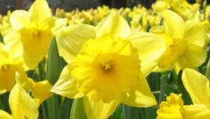 Laois town and Offaly village to explode into thousands of colours
