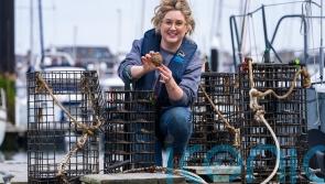 Belfast oysters thought to be extinct may flourish again thanks to restoration project