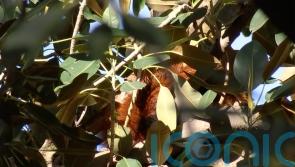 Red panda found in fig tree after escaping zoo