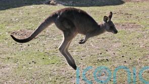 Man, 77, killed by kangaroo
