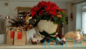 GUIDE: How to keep your festive poinsettia plant alive after Christmas