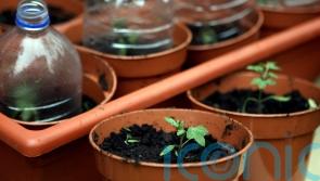 Plants make noises when stressed – scientists