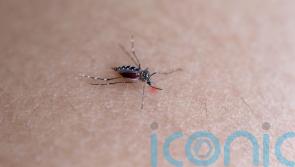 Holidaymakers warned to be wary of Dengue Fever-carrying mosquitoes on European holidays