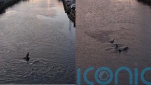 ‘Amazing sight’ as pod of dolphins swim down Cork river at sunset