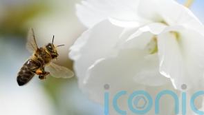 Ireland has warmest spring in 126 years – Met Eireann